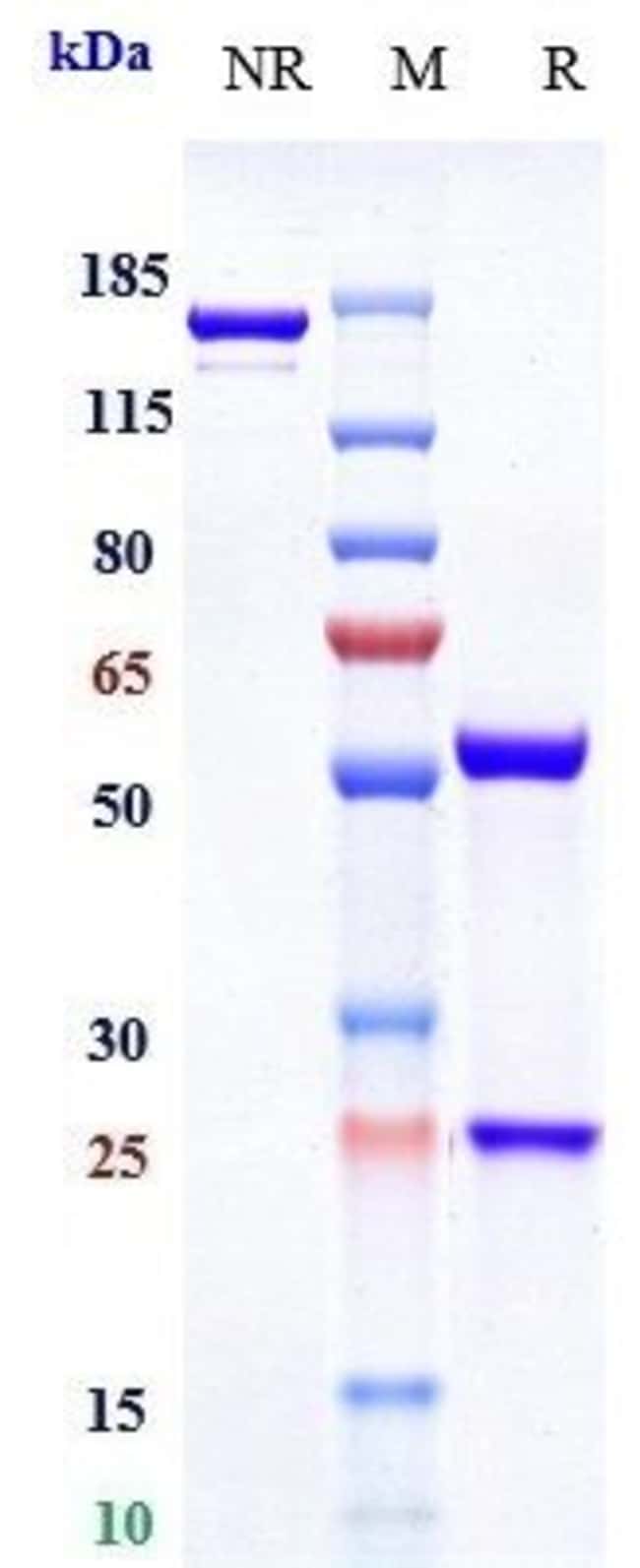 IL-6 RECEPTOR (CD126) BIO RMAB 100 UG