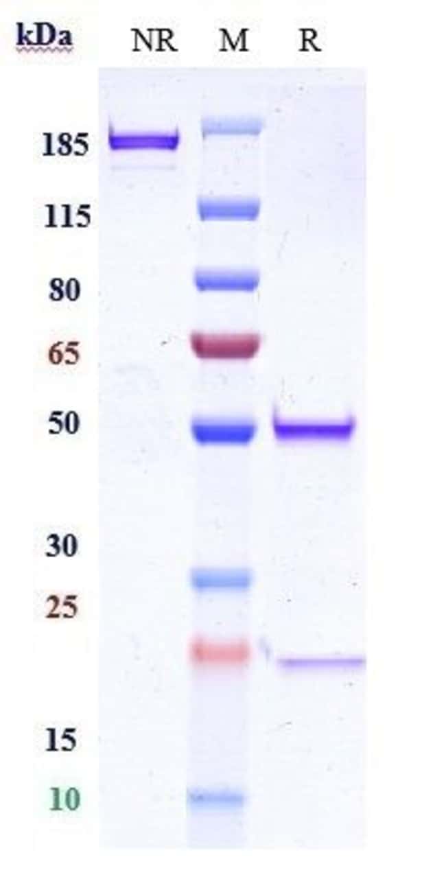 ITGA5/ITGB1 BIOSIMILAR RMAB 1 MG