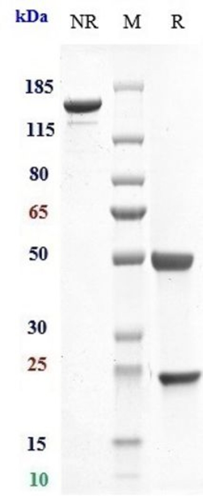 EFALIZUMAB RMAB 1 MG