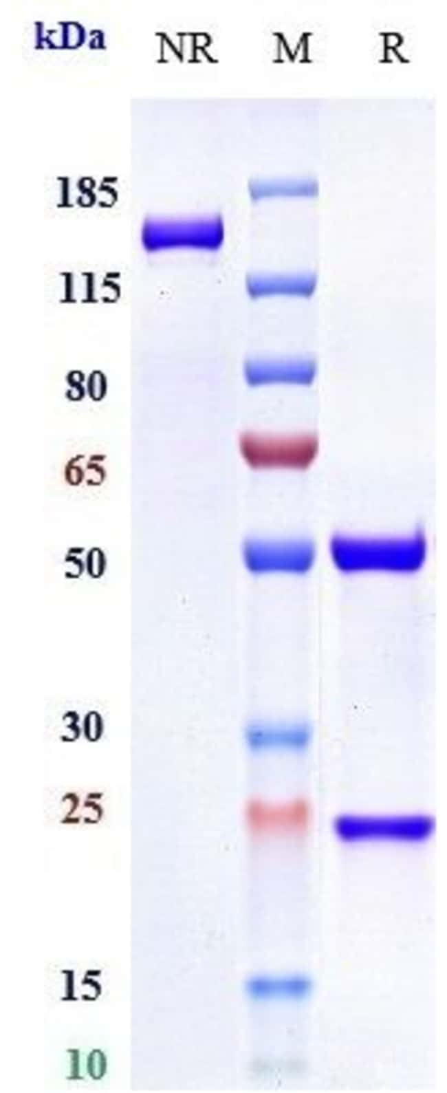 ABITUZUMAB RMAB 1 MG