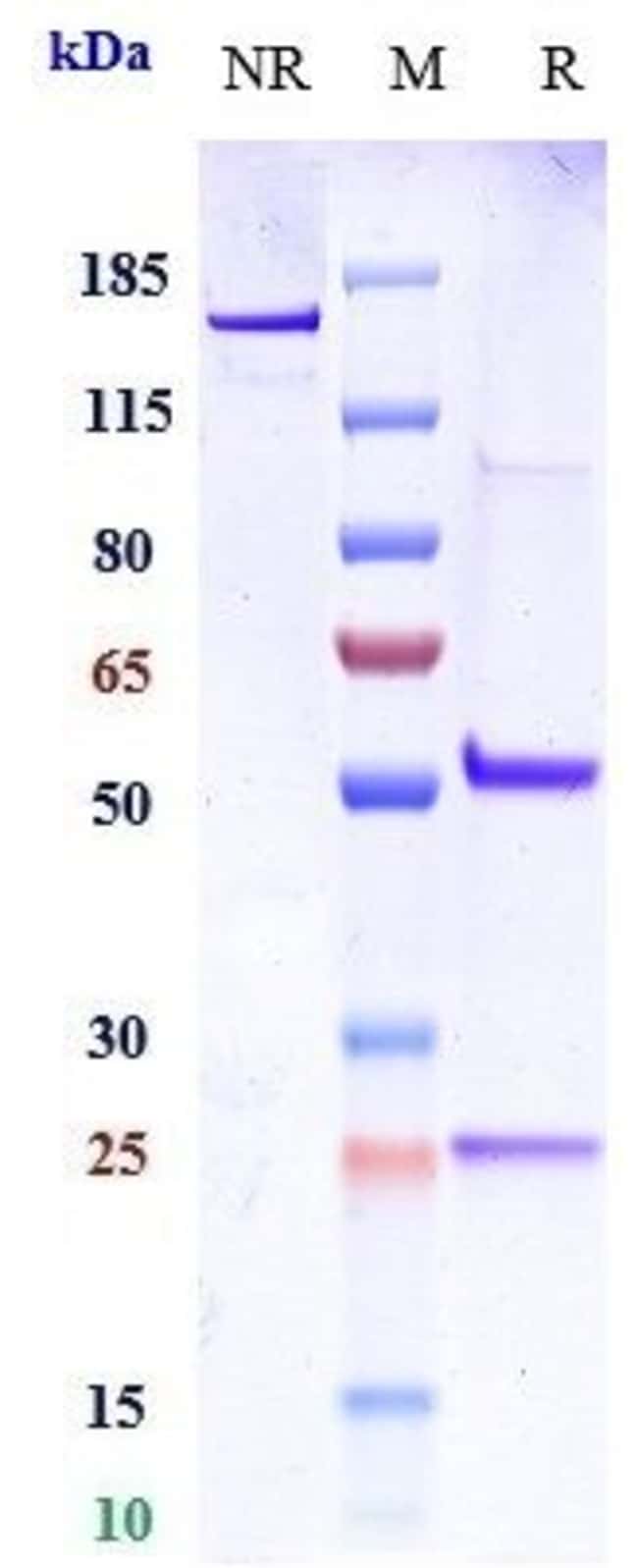 INTETUMUMAB RMAB 1 MG