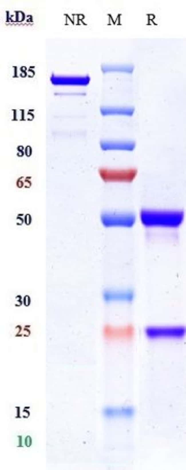 ETARACIZUMAB RMAB 1 MG