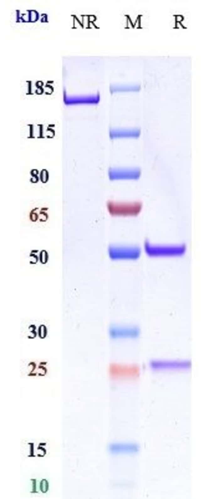 ENCELIMAB RMAB 1 MG