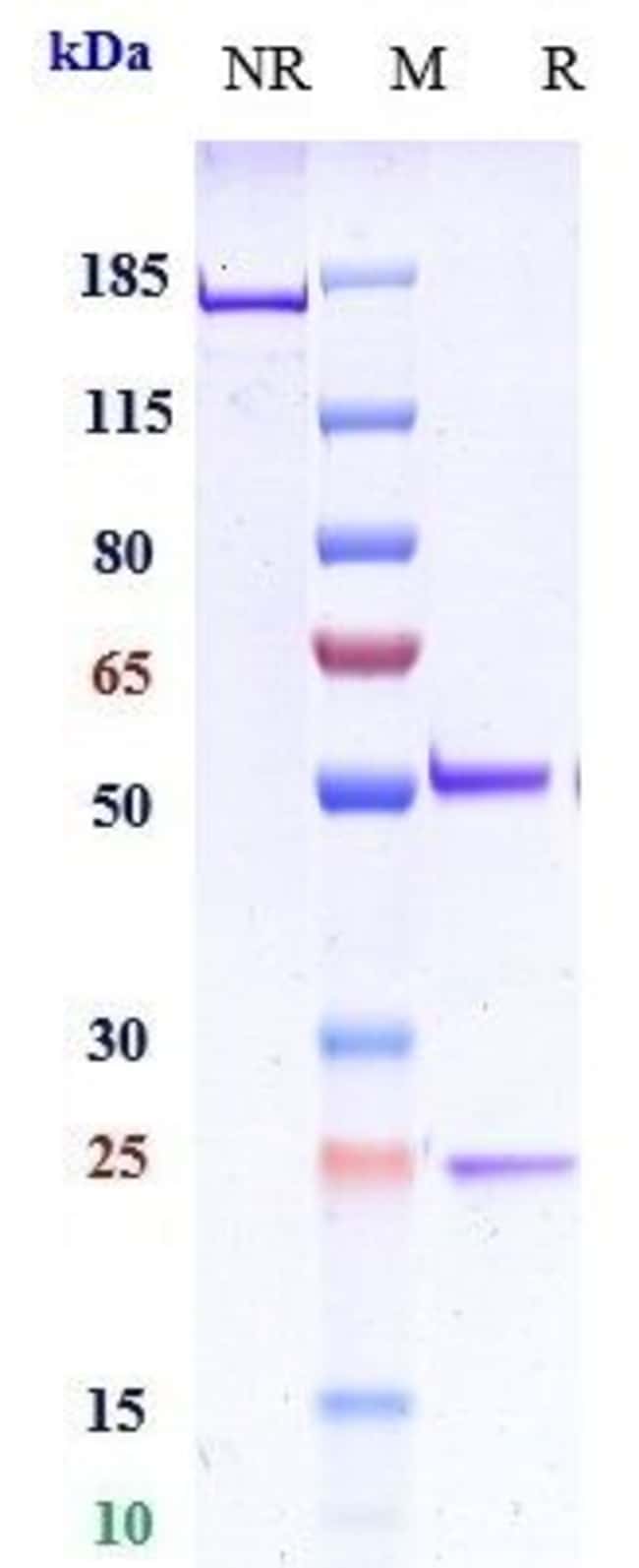 FAVEZELIMAB RMAB 1 MG