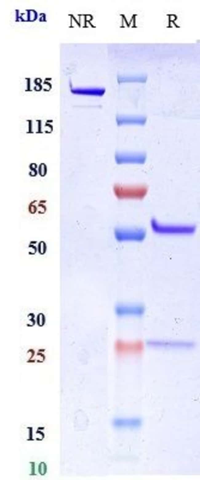 MIPTENALIMAB RMAB 1 MG