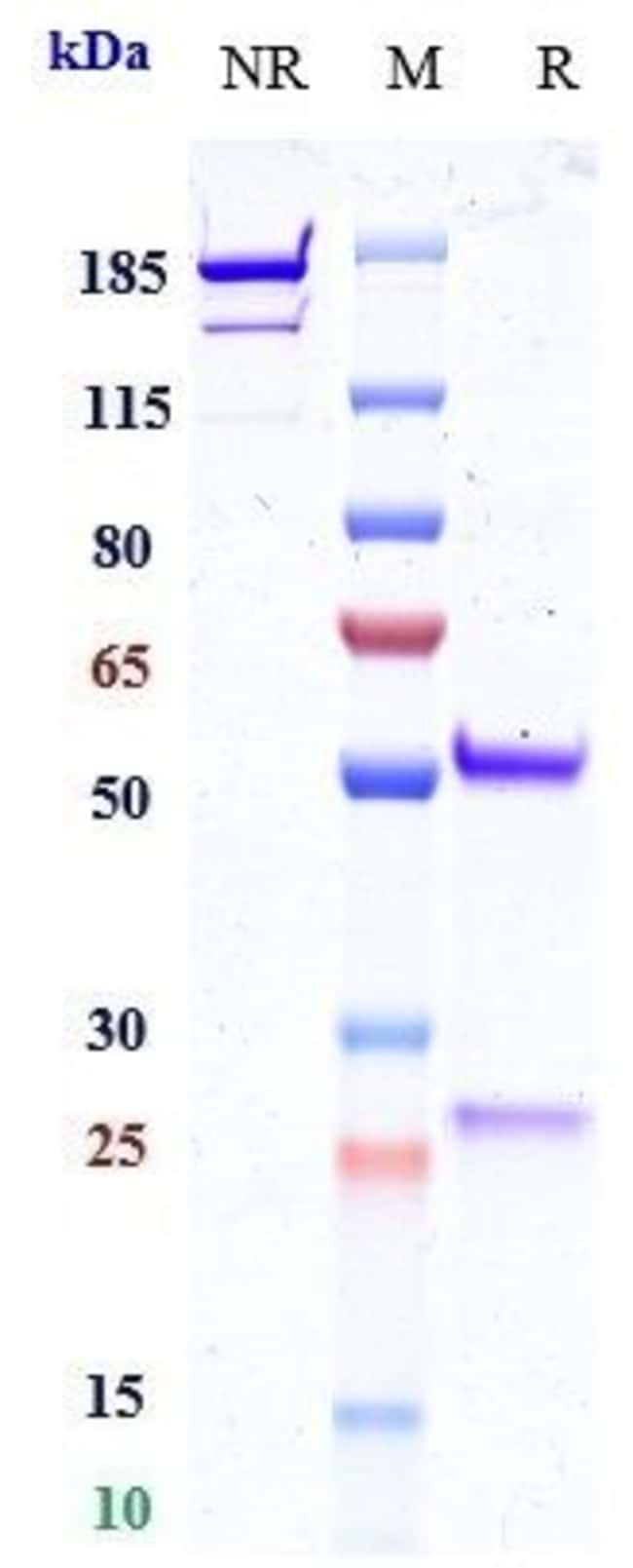 OPUCOLIMAB RMAB 1 MG