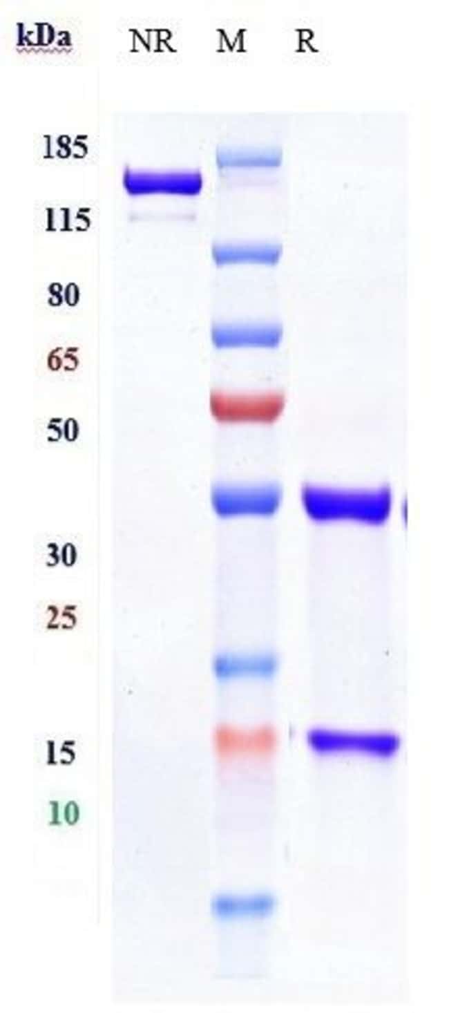 CD27 BIOSIMILAR RMAB 1 MG