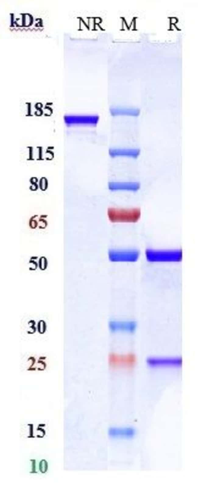 AXL BIOSIMILAR RMAB 1 MG