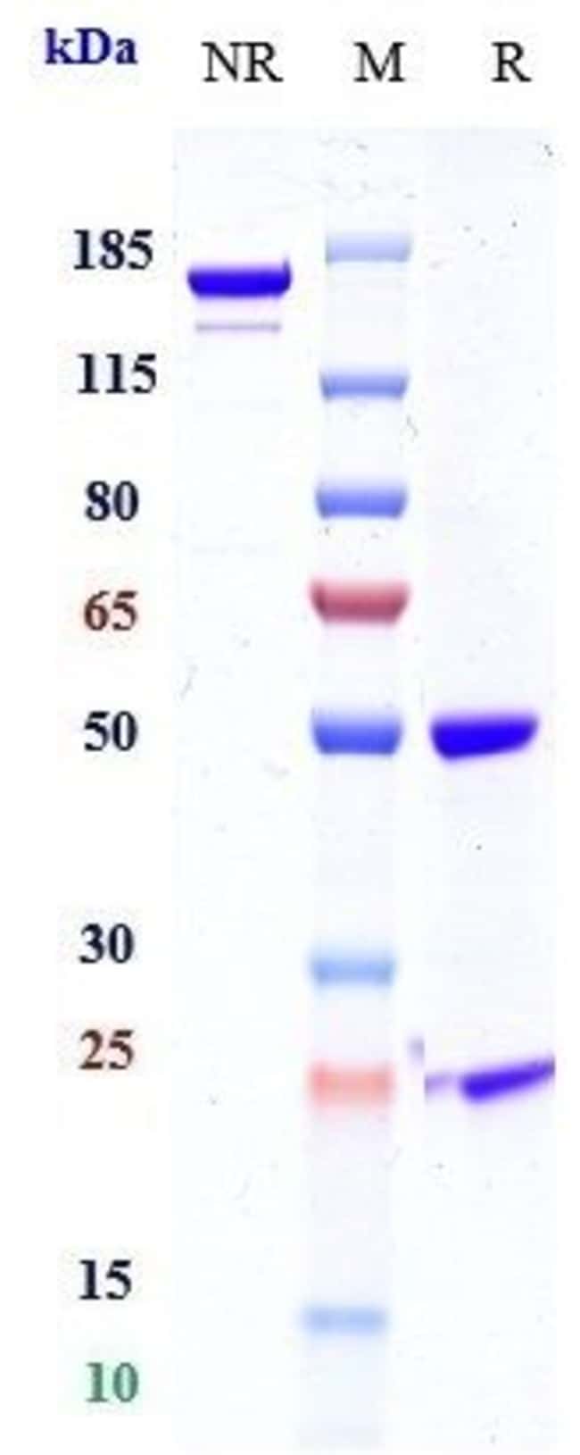 MESOTHELIN BIOSIMILAR RMAB 1 MG