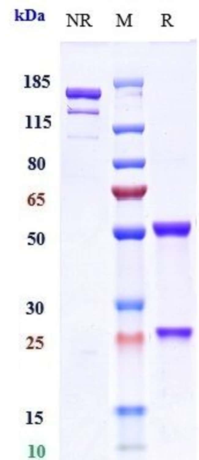 OTELIXIZUMAB RMAB 1 MG