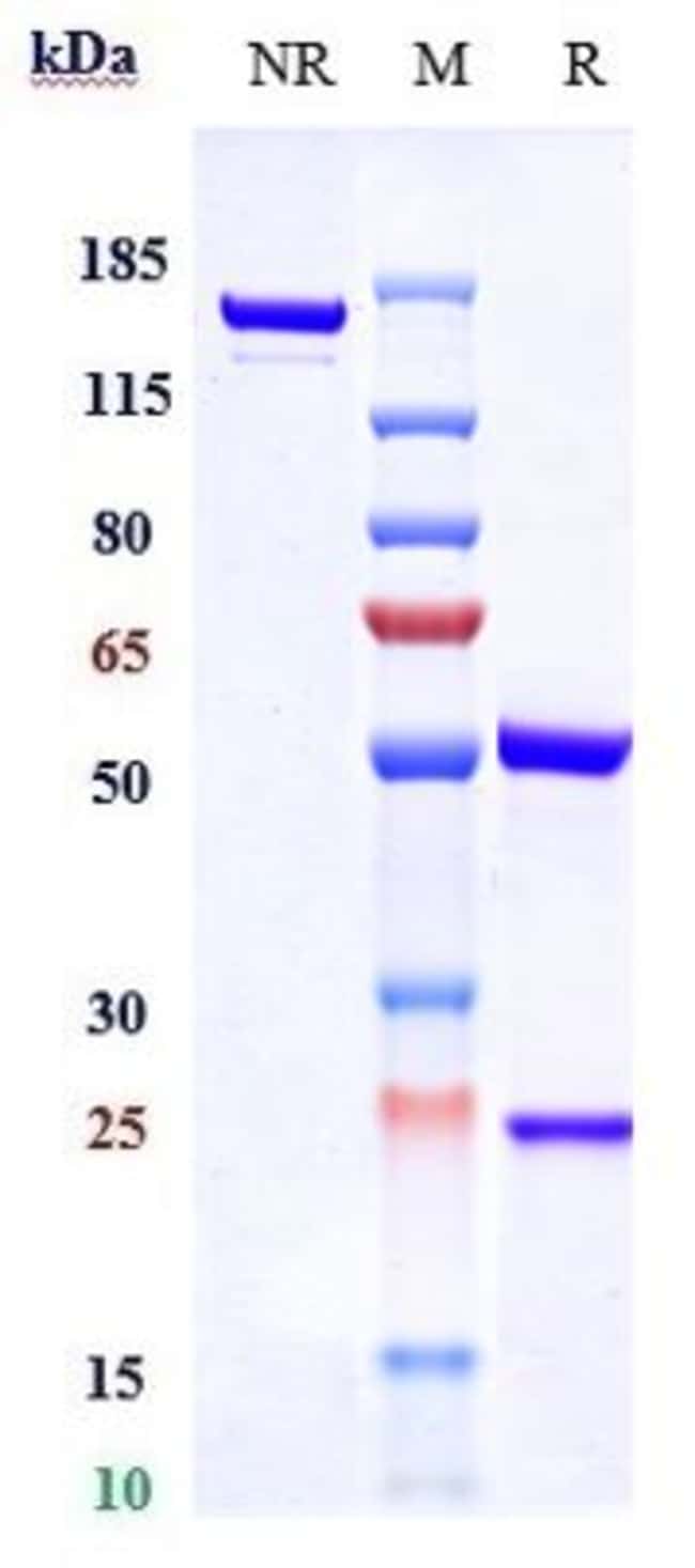 INHBB BIOSIMILAR RMAB 1 MG