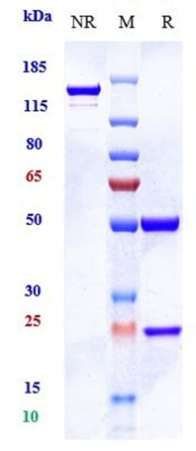 IMAPRELIMAB RMAB 1 MG