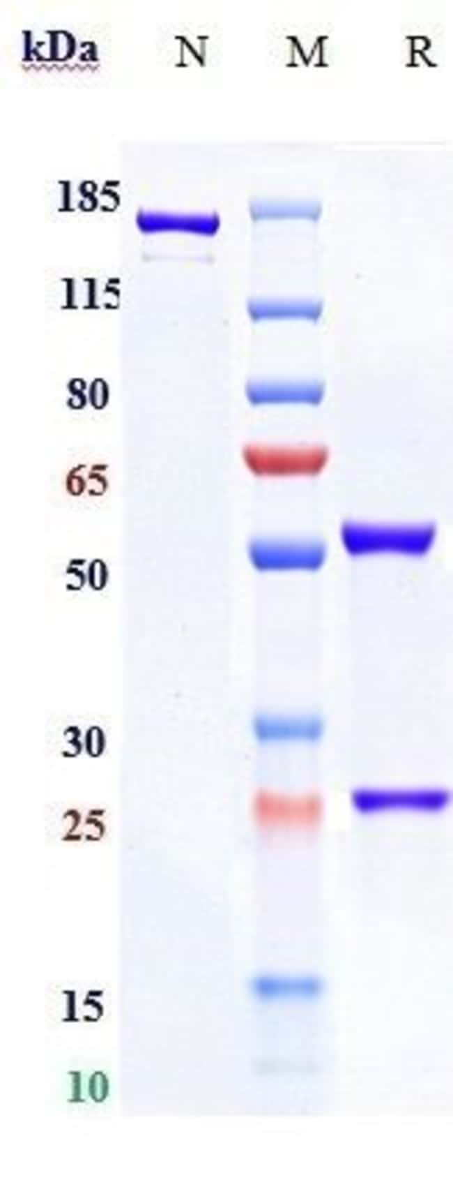 NGF BIOSIMILAR RMAB 1 MG