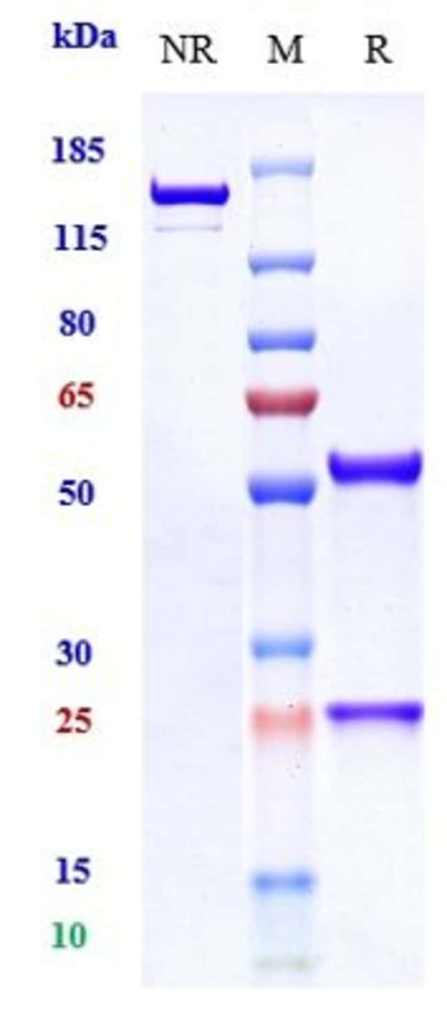 FASINUMAB RMAB 1 MG