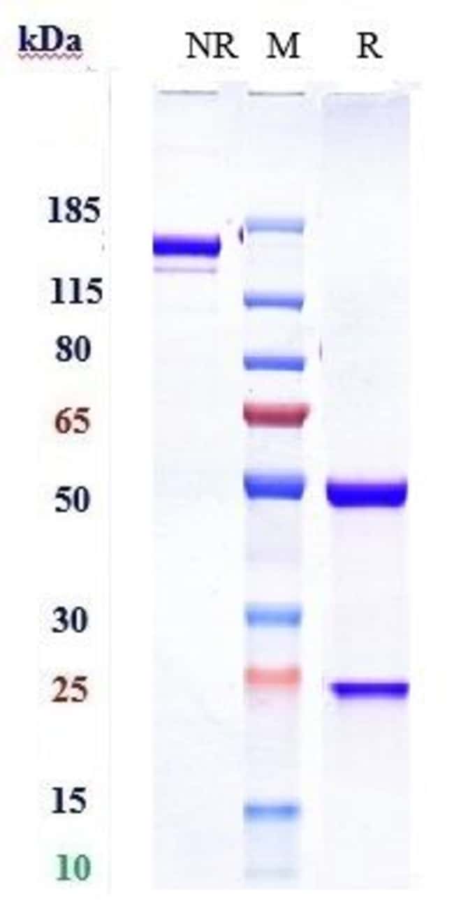 PAR2 BIOSIMILAR RMAB 1 MG