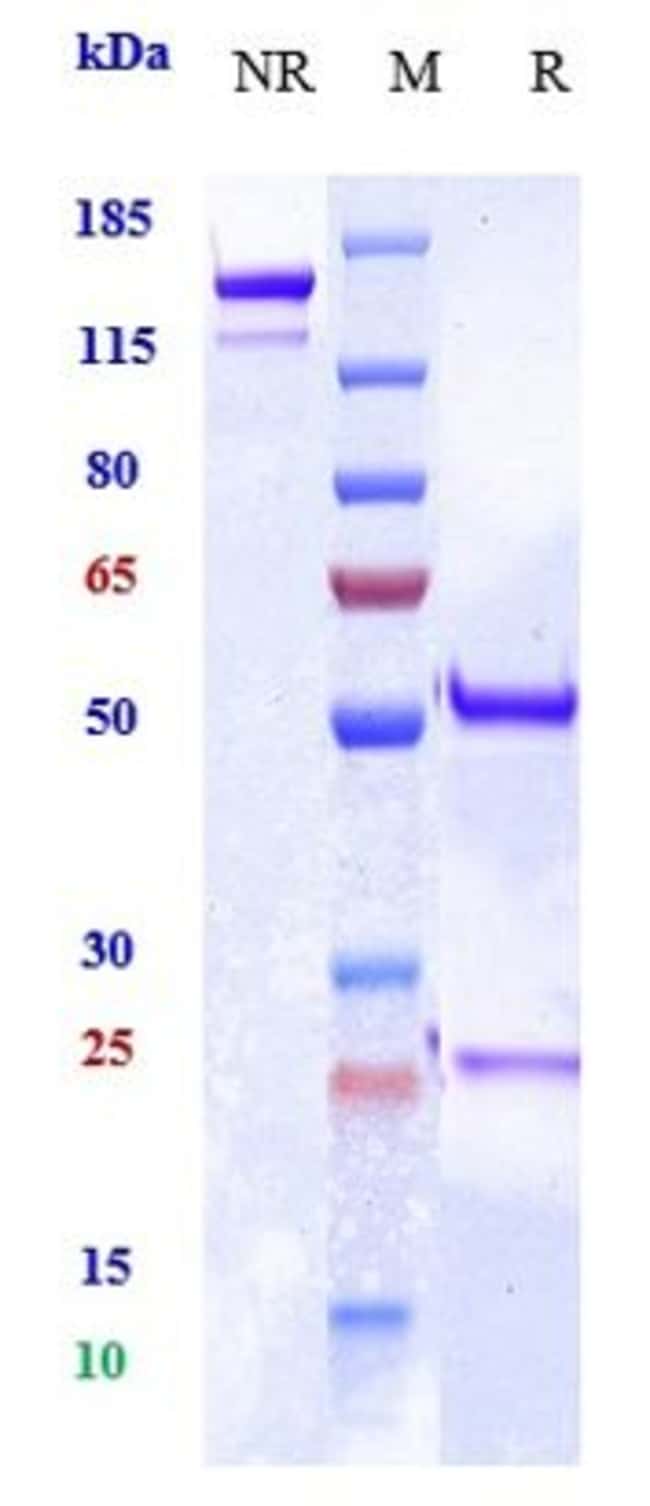 MRC2 BIOSIMILAR RMAB 1 MG