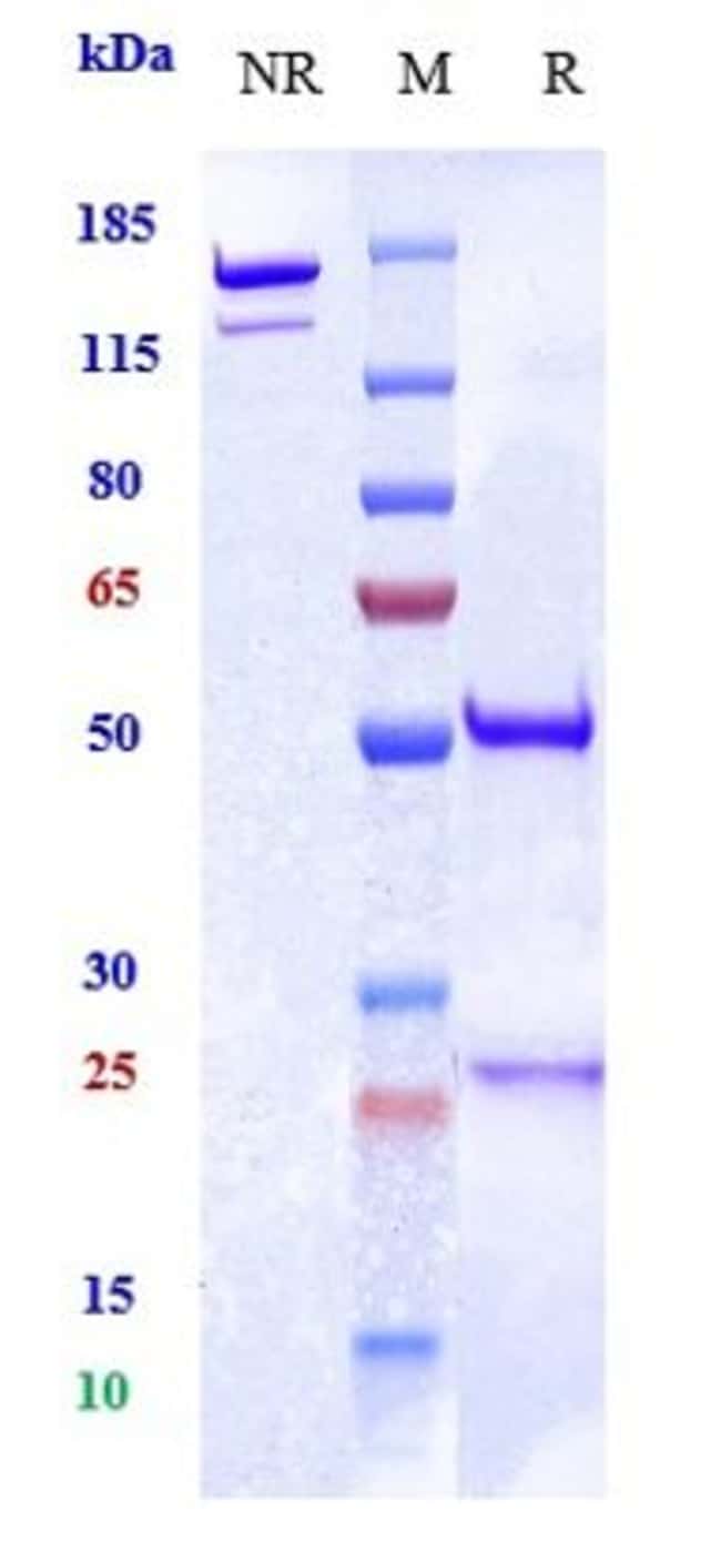 RALPANCIZUMAB RMAB 1 MG