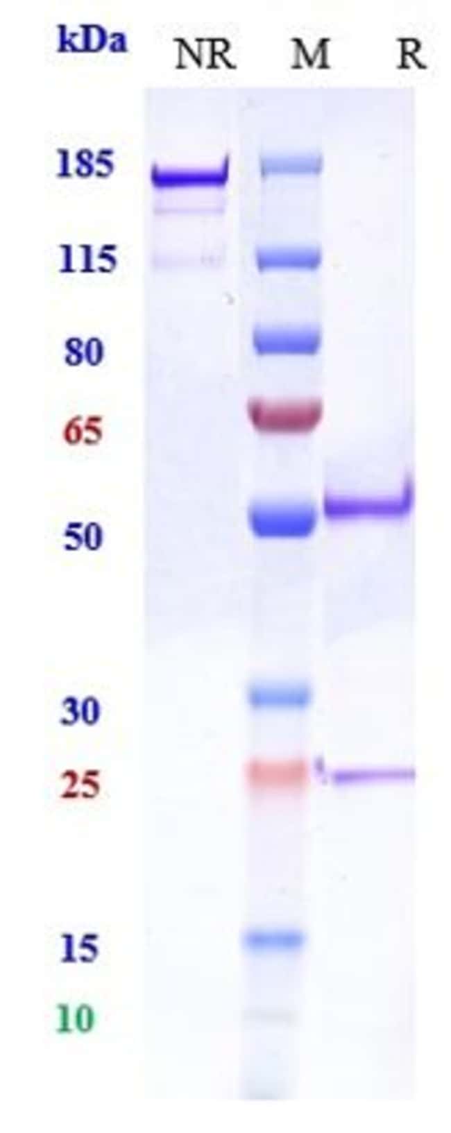 PCSK9 BIOSIMILAR RMAB 1 MG