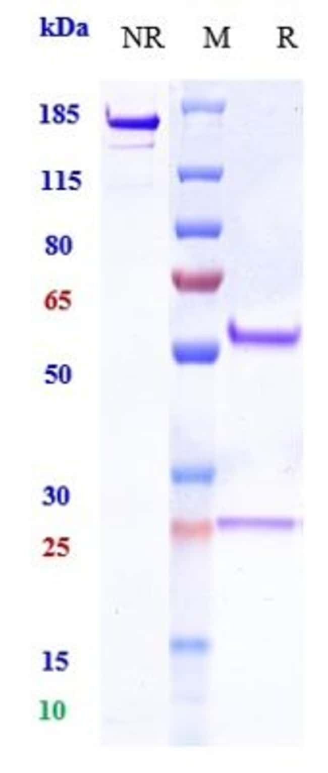 ASIC1 BIOSIMILAR RMAB 1 MG