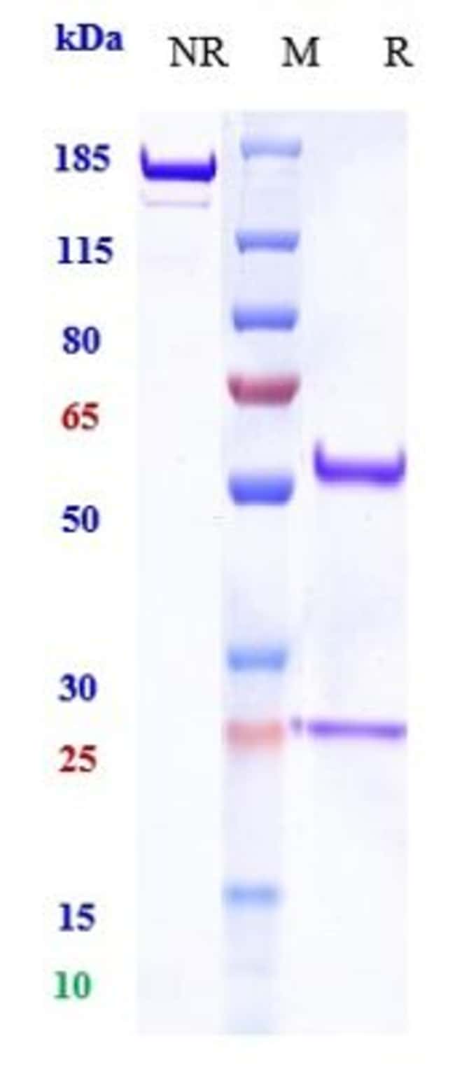 BALSTILIMAB RMAB 1 MG