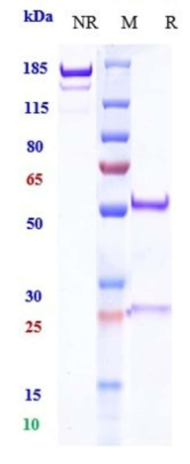 BUDIGALIMAB RMAB 1 MG