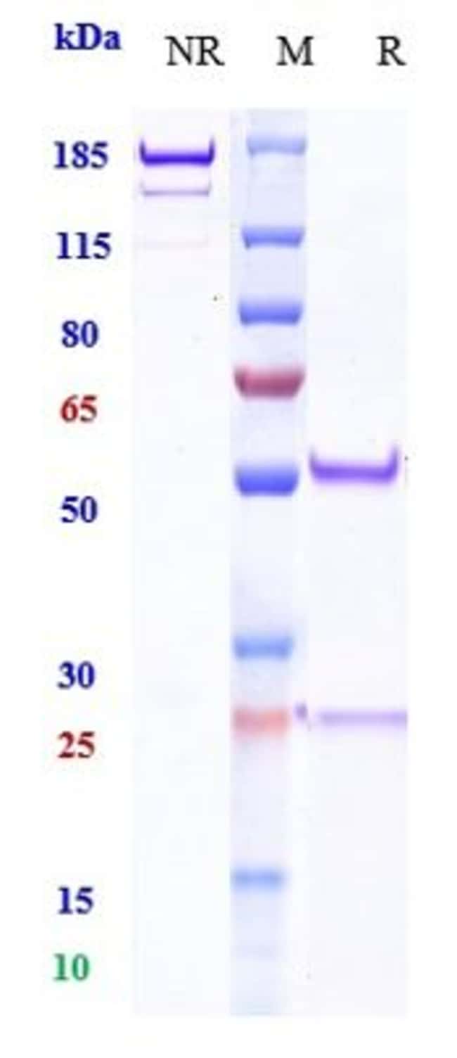 EZABENLIMAB RMAB 1 MG