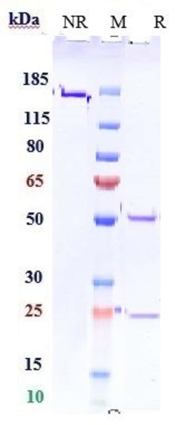 SASANLIMAB RMAB 1 MG