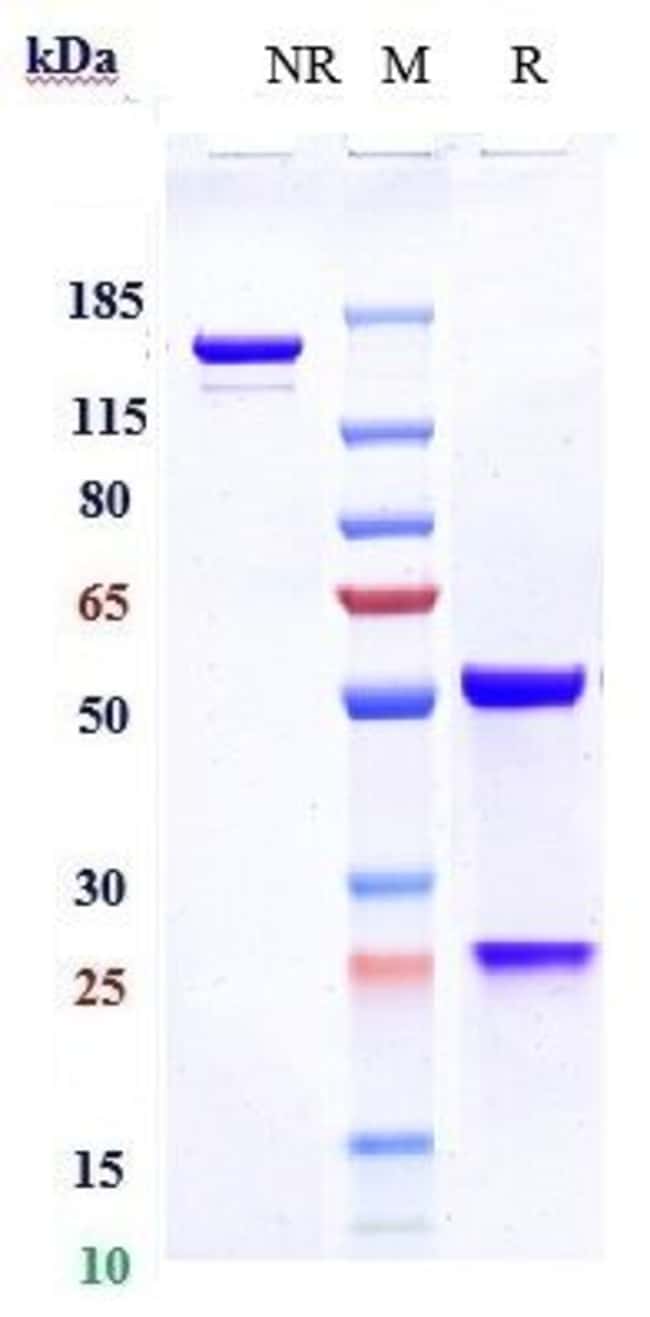 REVDOFILIMAB RMAB 1 MG