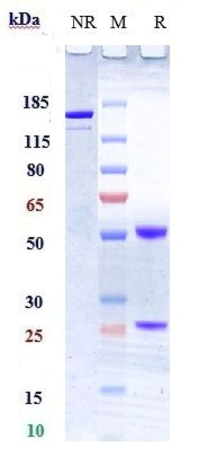 TWEAK BIOSIMILAR RMAB 1 MG