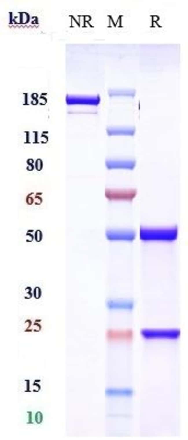 BAVITUXIMAB RMAB 1 MG