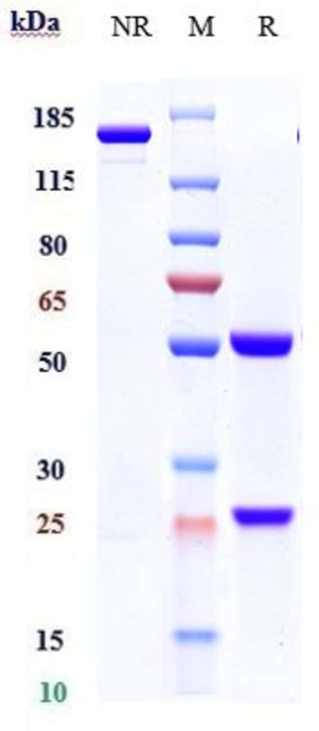 BETA AMYLOID BIOSIMILAR RMAB 1 MG