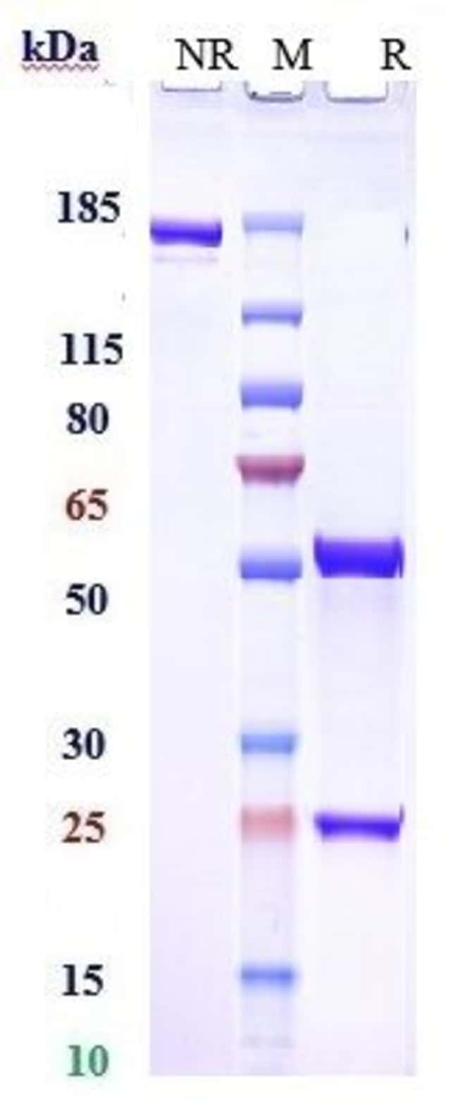 ROLEDUMAB RMAB 1 MG