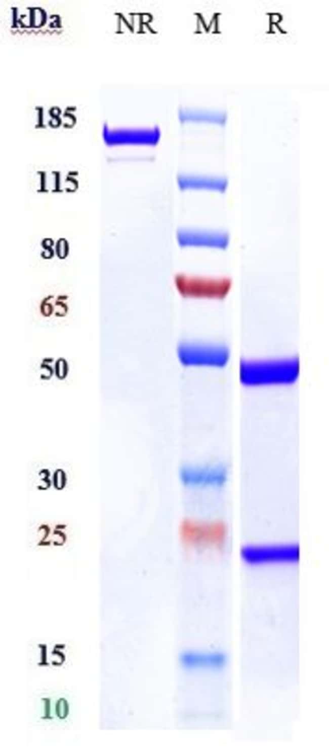 ATINUMAB RMAB 1 MG
