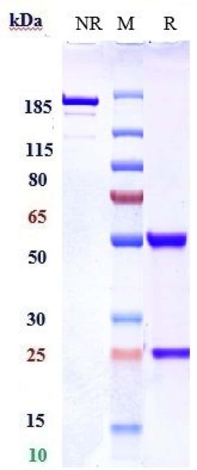 NOGO-A BIOSIMILAR RMAB 1 MG