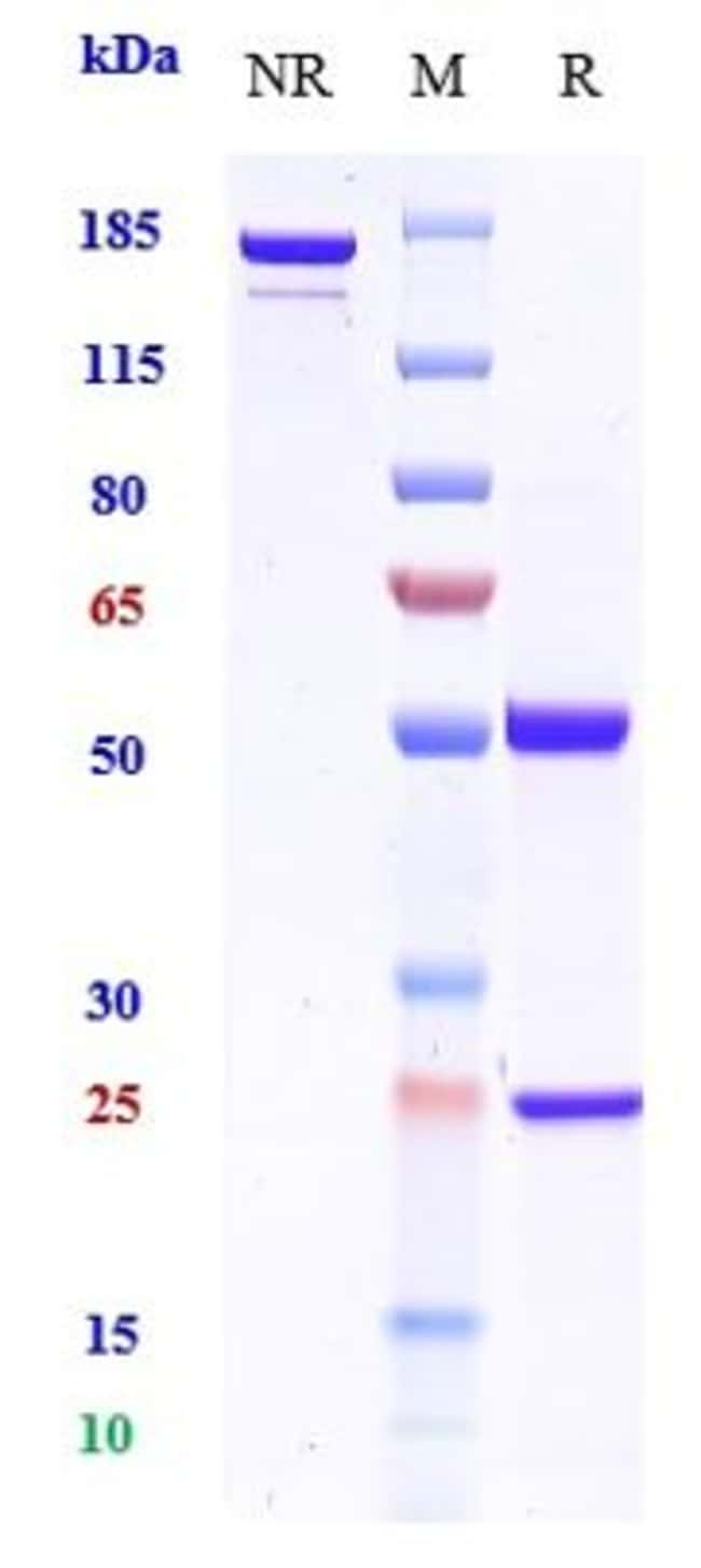 BST-2 (CD317) BIOSIMILAR RMAB 1 MG
