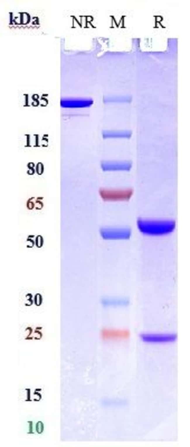 CD22 BIOSIMILAR RMAB 1 MG