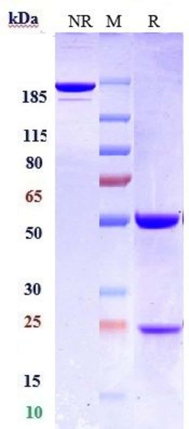 CD22 BIOSIMILAR RMAB 1 MG