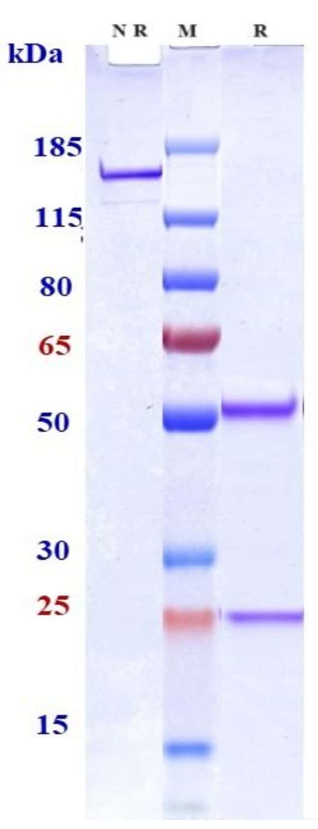 COLTUXIMAB RMAB 1 MG