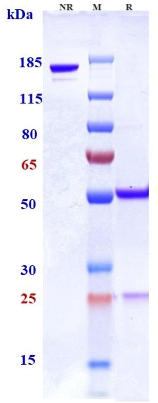 AZINTUXIZUMAB RMAB 1 MG