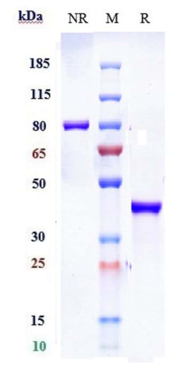 SLC2A8 BIOSIMILAR RMAB 1 MG