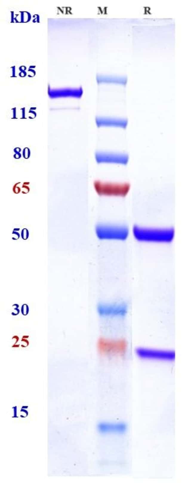 TCR BIOSIMILAR RMAB 1 MG