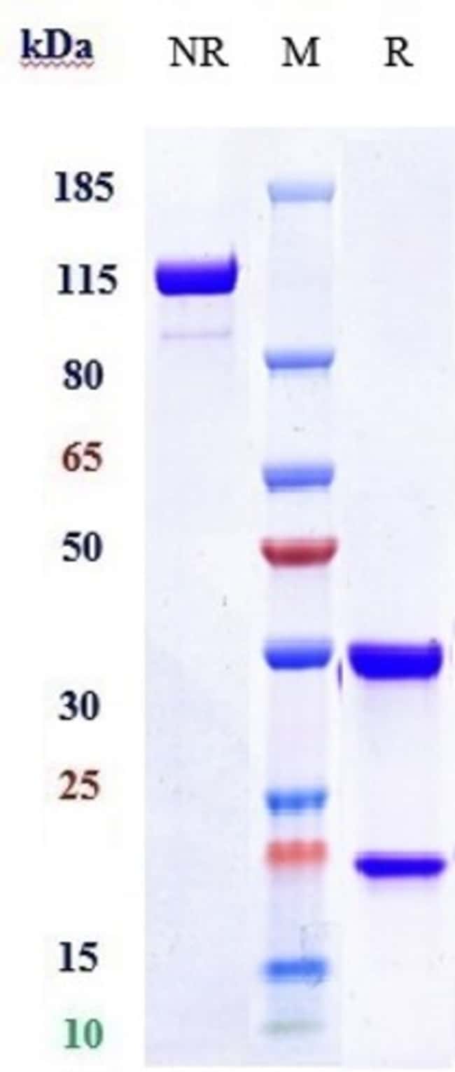 MARSTACIMAB RMAB 1 MG