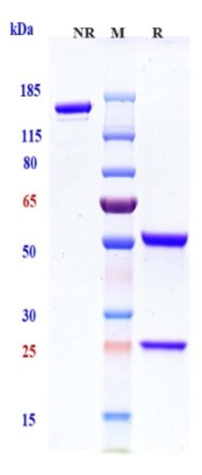 ETIGILIMAB RMAB 1 MG