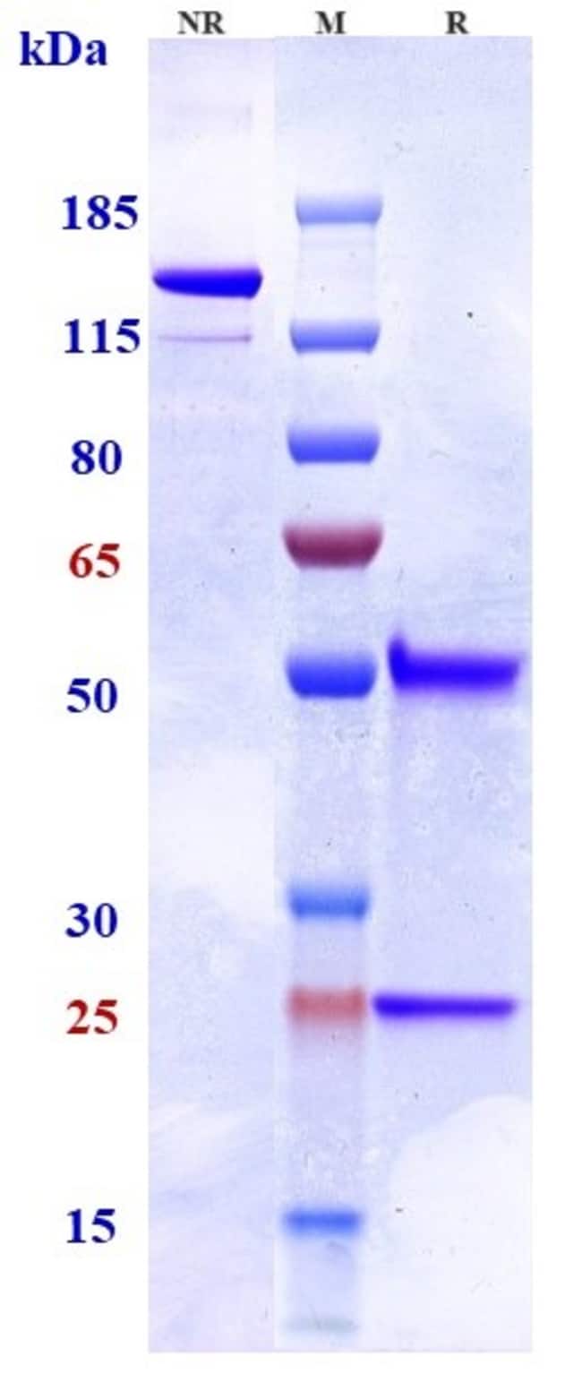 TILOGOTAMAB RMAB 1 MG