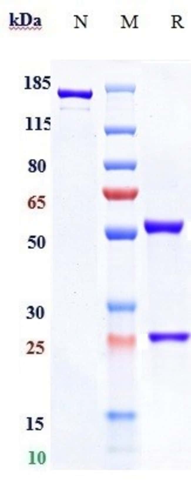 BENUFUTAMAB RMAB 1 MG