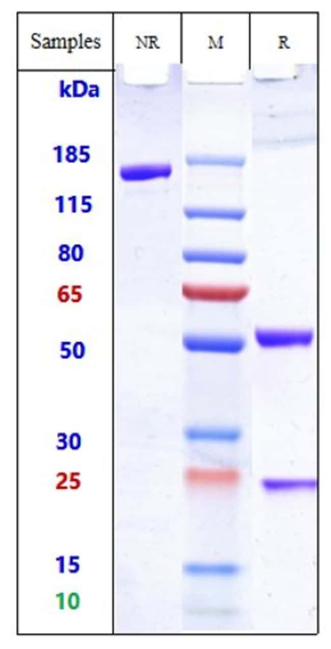 TCR BIOSIMILAR RMAB 1 MG