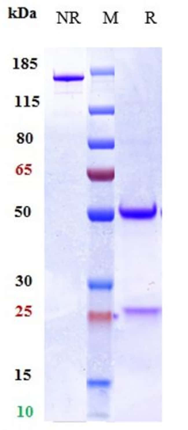 TORUDOKIMAB RMAB 1 MG