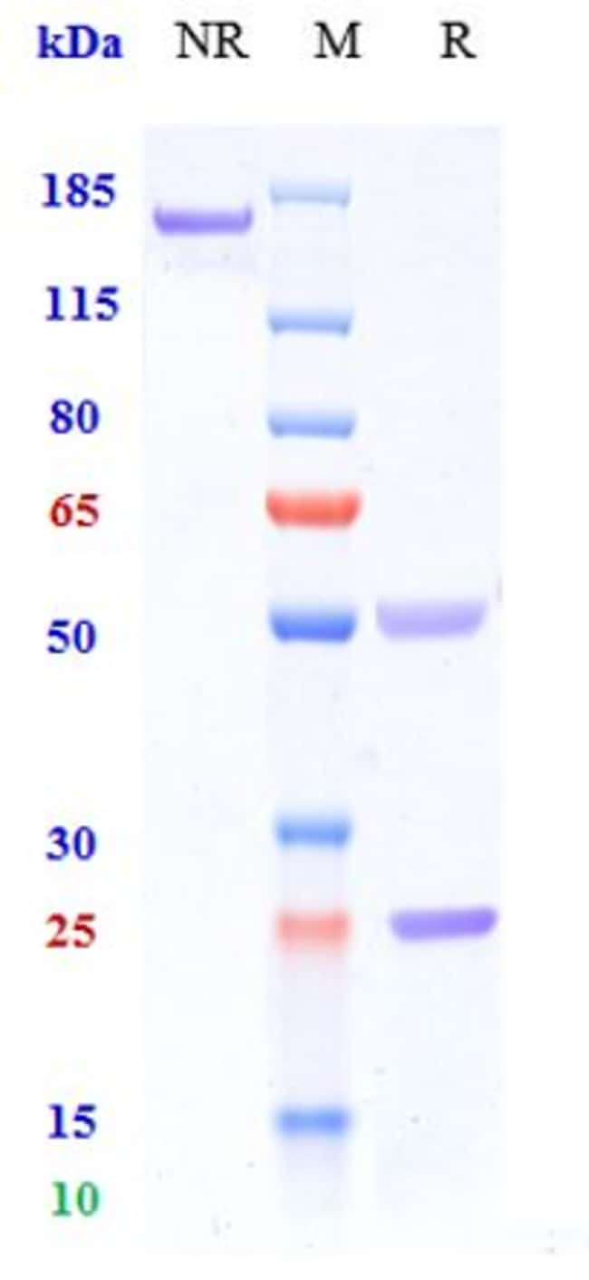 ISCALIMAB RMAB 1 MG