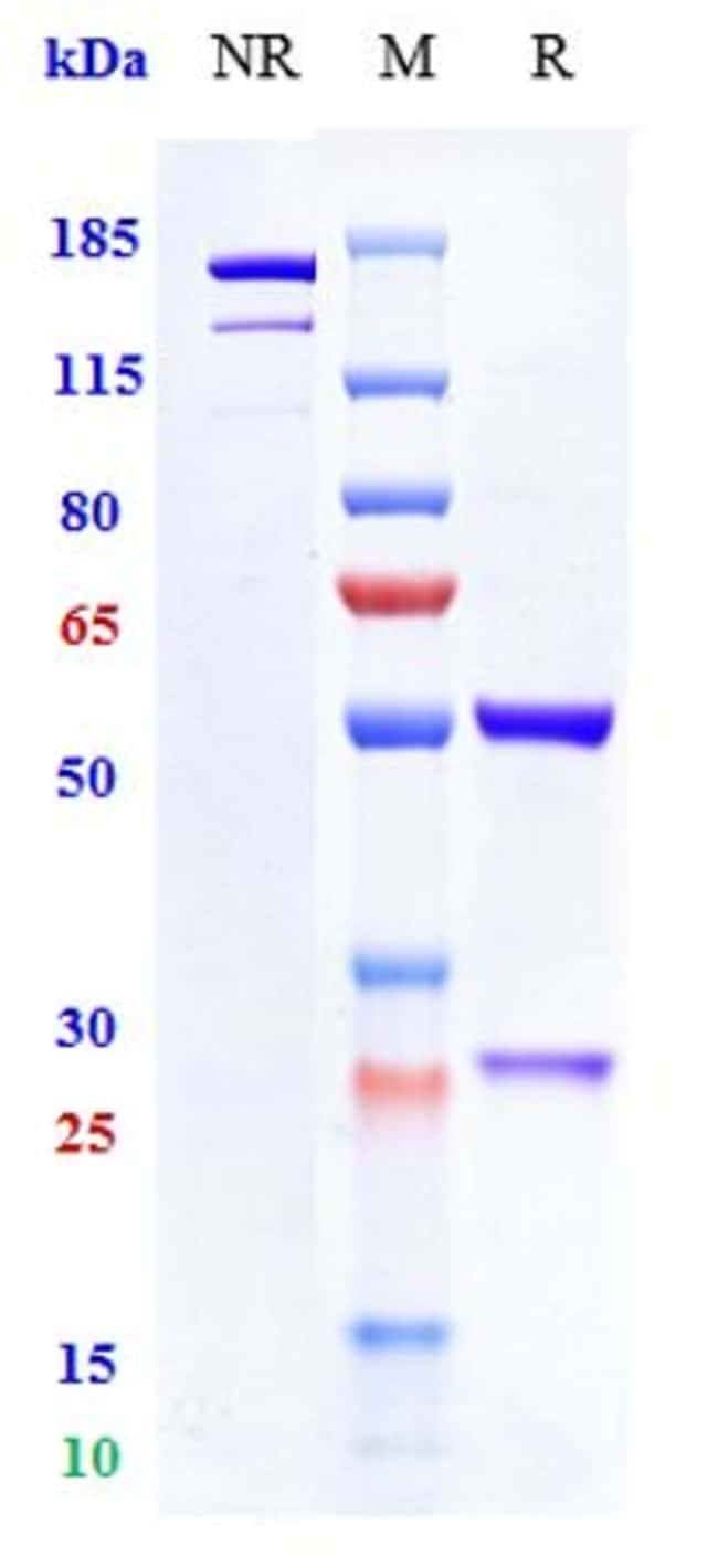 MITAZALIMAB RMAB 1 MG