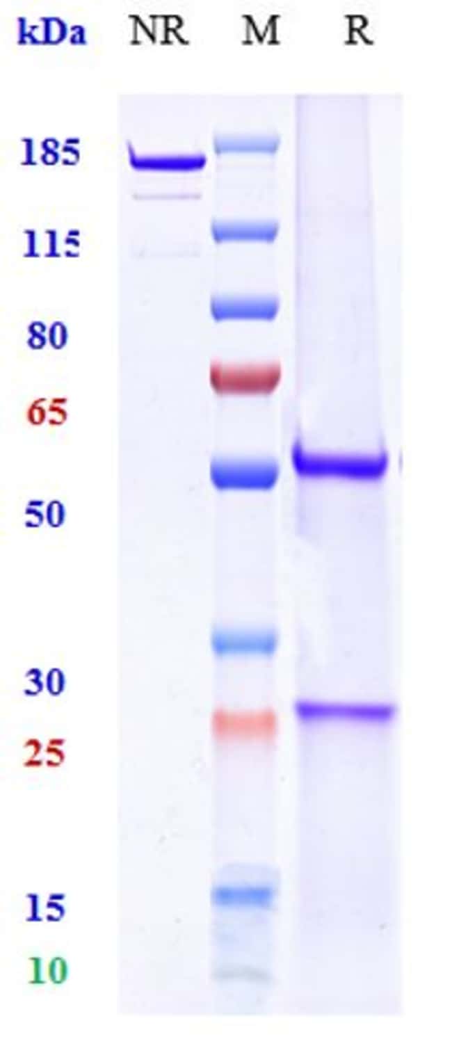 RAVAGALIMAB RMAB 1 MG